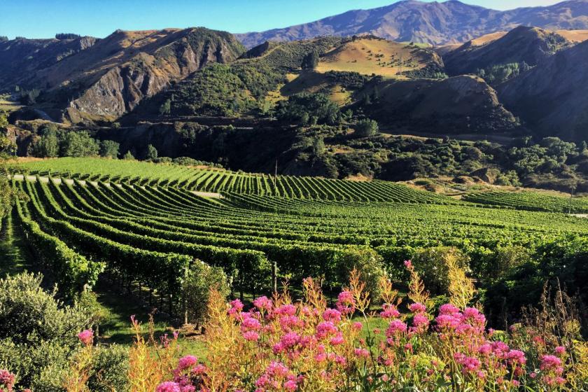 SAVE $20 on Queenstown Wine Tour